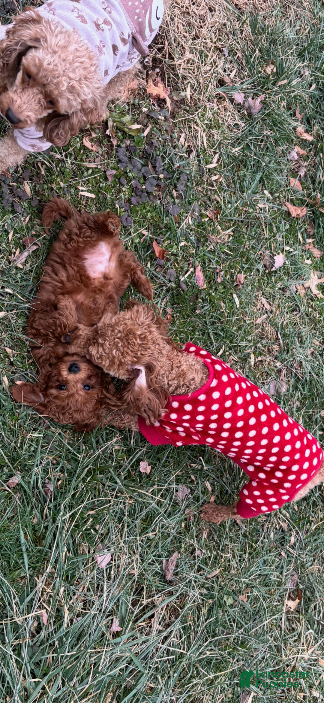 Toy Poodle dogs for sale: Toy Poodle Puppy 2 - Ad 1