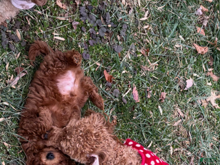 Toy Poodle dogs Toy Poodle Puppy 2 - Ad 31