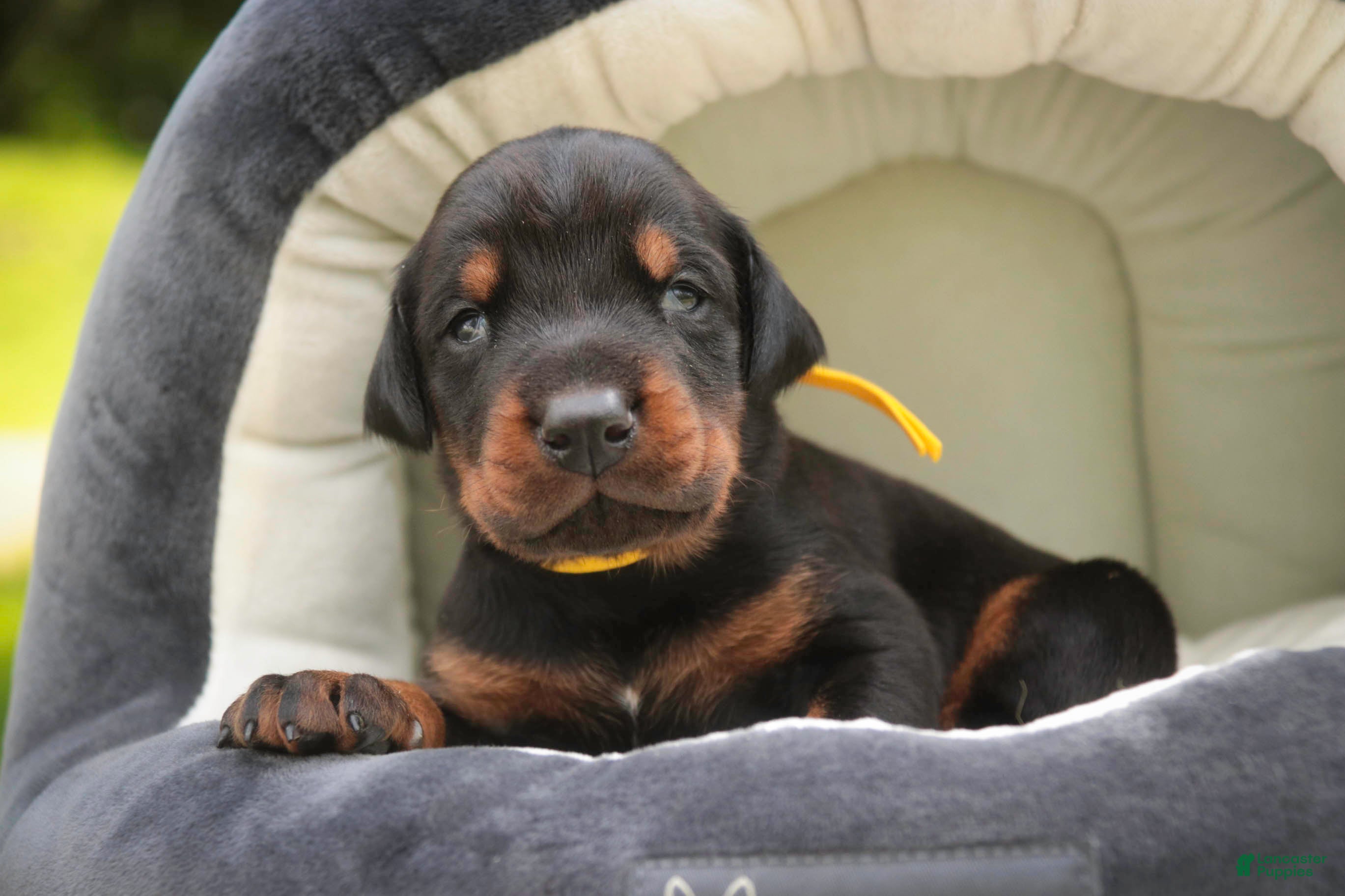 Doberman Pinscher dogs Leopold - Ad 1
