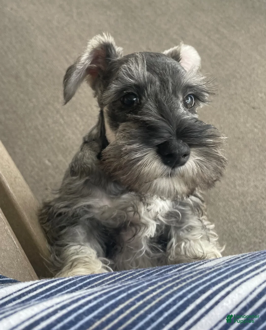 Miniature Schnauzer dogs for sale: Miniature Schnauzer Puppy 1 - Ad 5