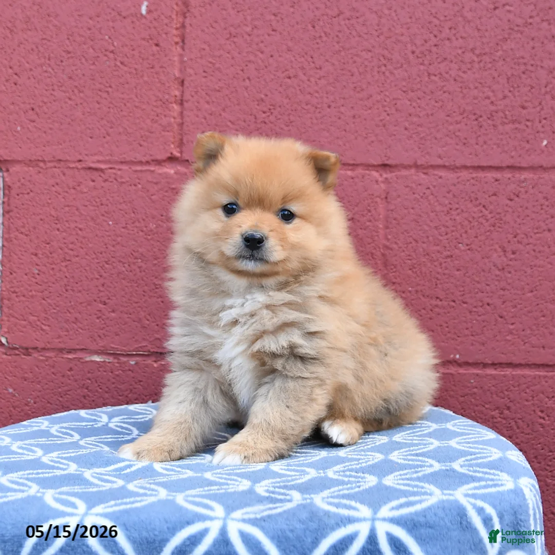 Pomeranian dogs for sale: Nate - Ad 2