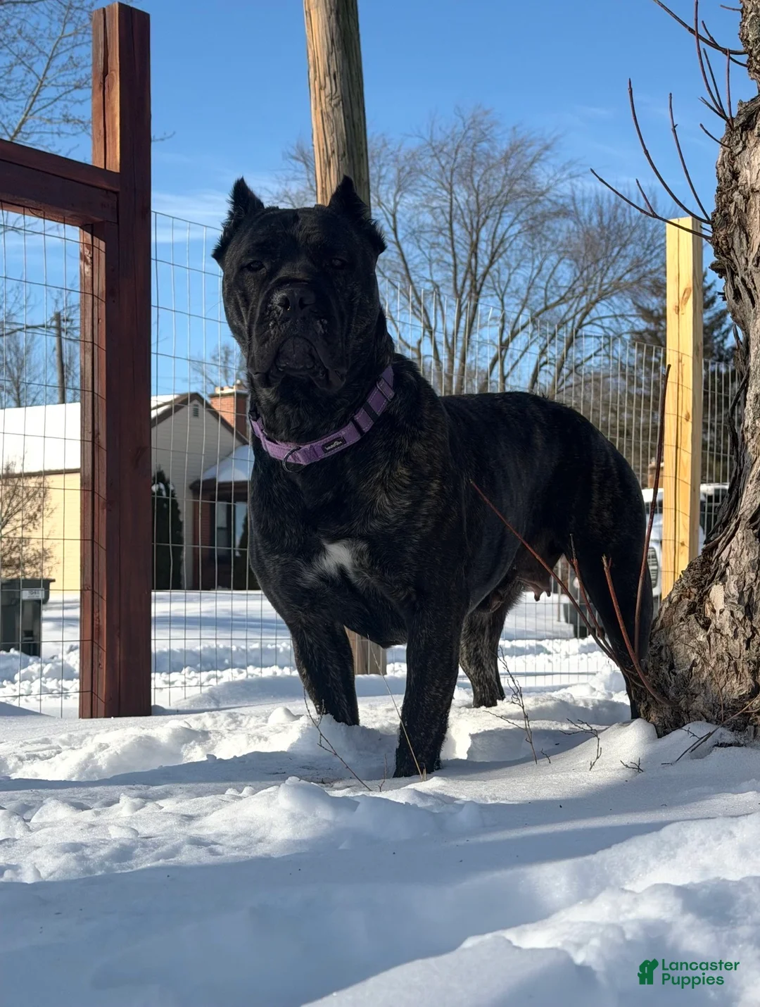 Cane Corso dogs for sale: light blue collar  - Ad 2