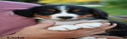 Bernese Mountain Dog dogs for sale: Lola - Ad 6