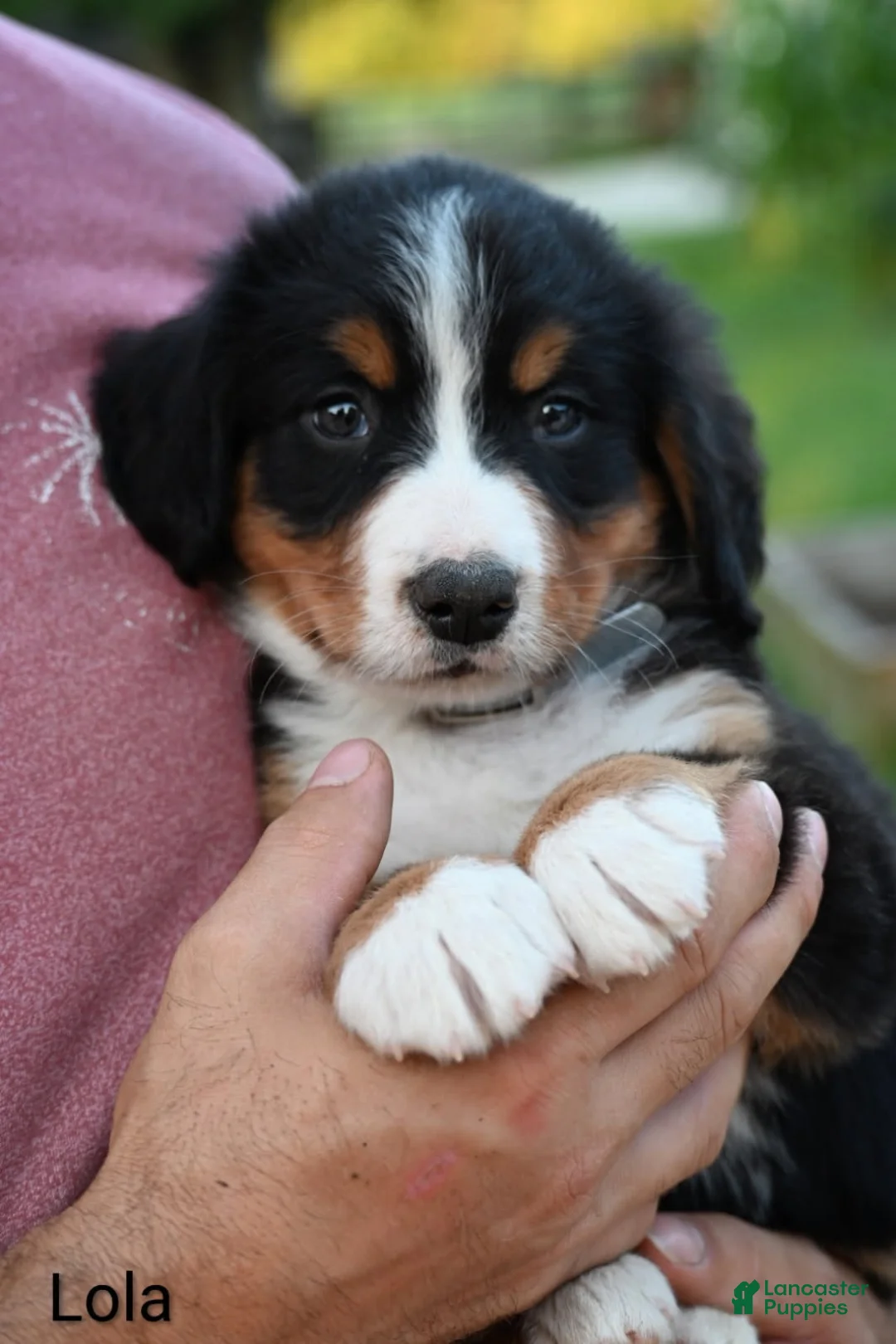 Bernese Mountain Dog dogs for sale: Lola - Ad 6
