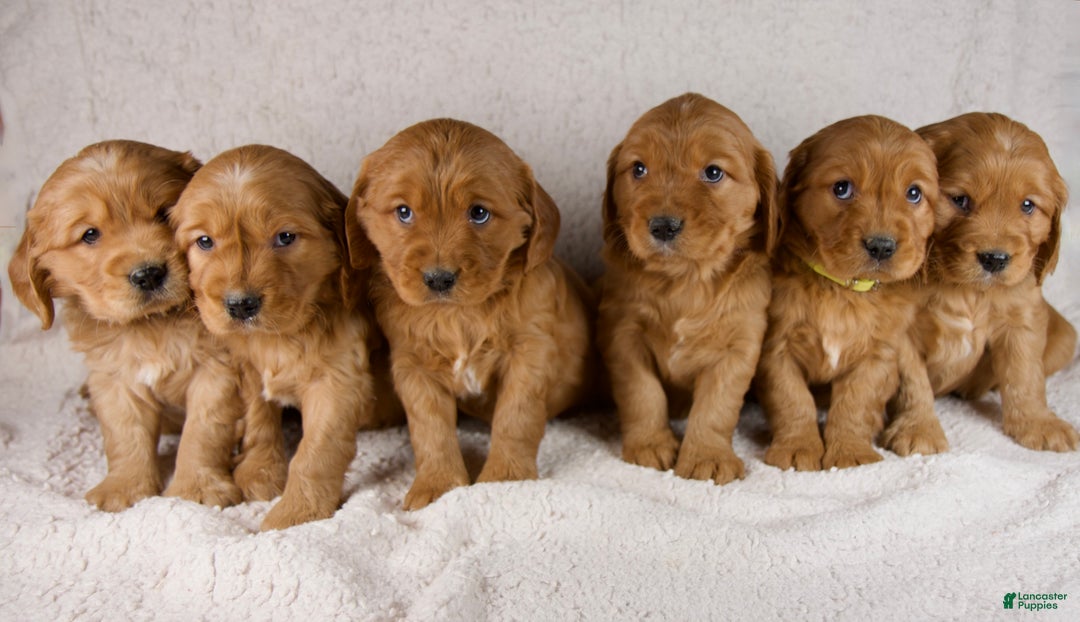 Mixed Breed dogs for sale: Max - Ad 10