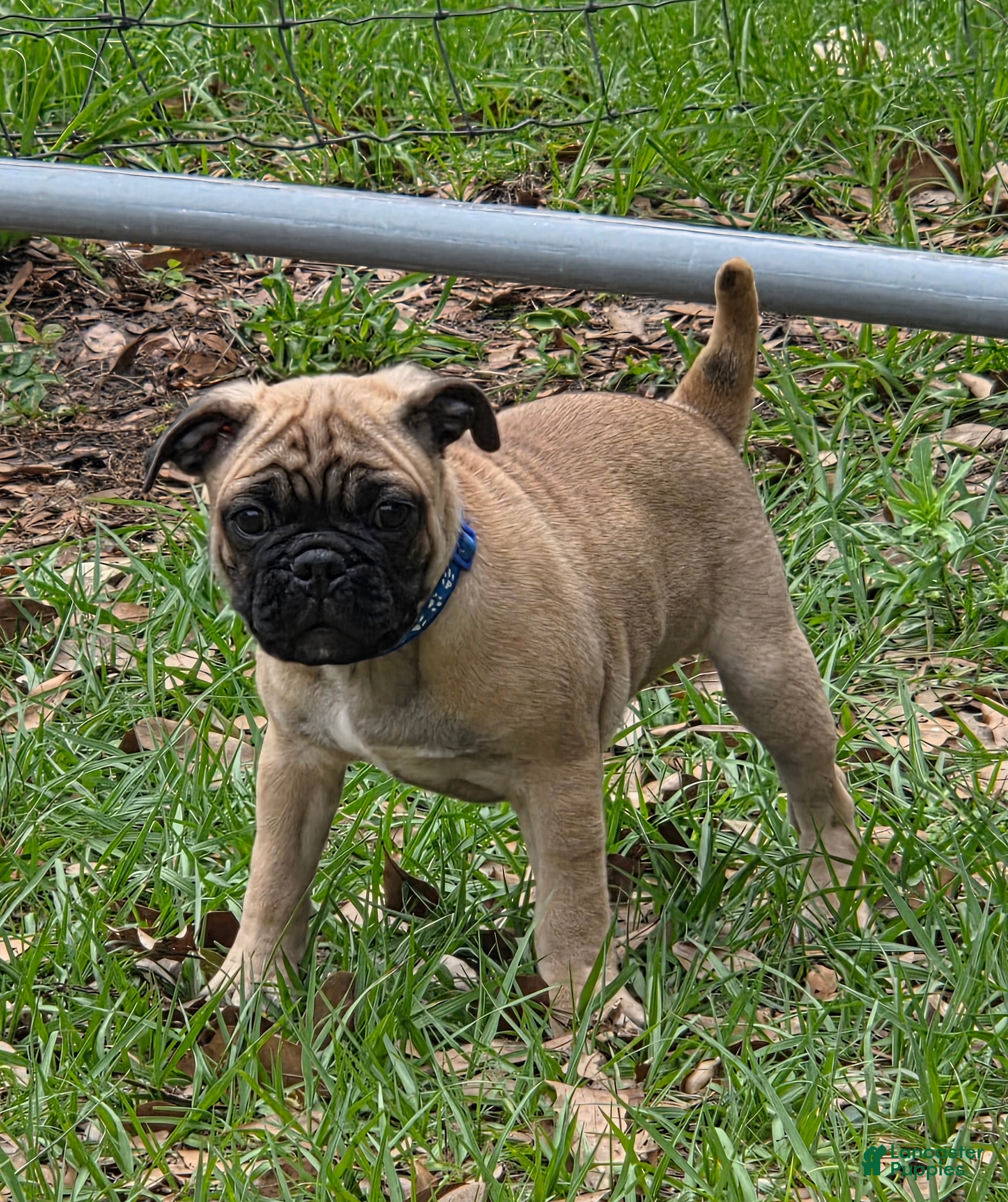 Mixed Breed dogs Dusty - Ad 1