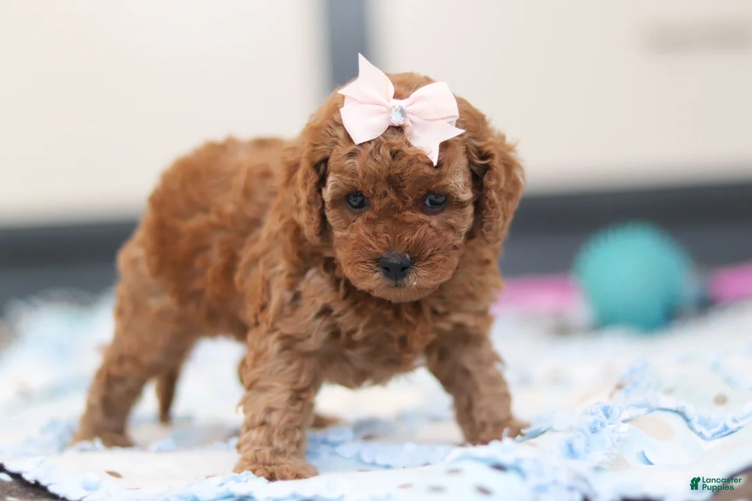 Cavapoo dogs for sale: Lulu - Ad 2