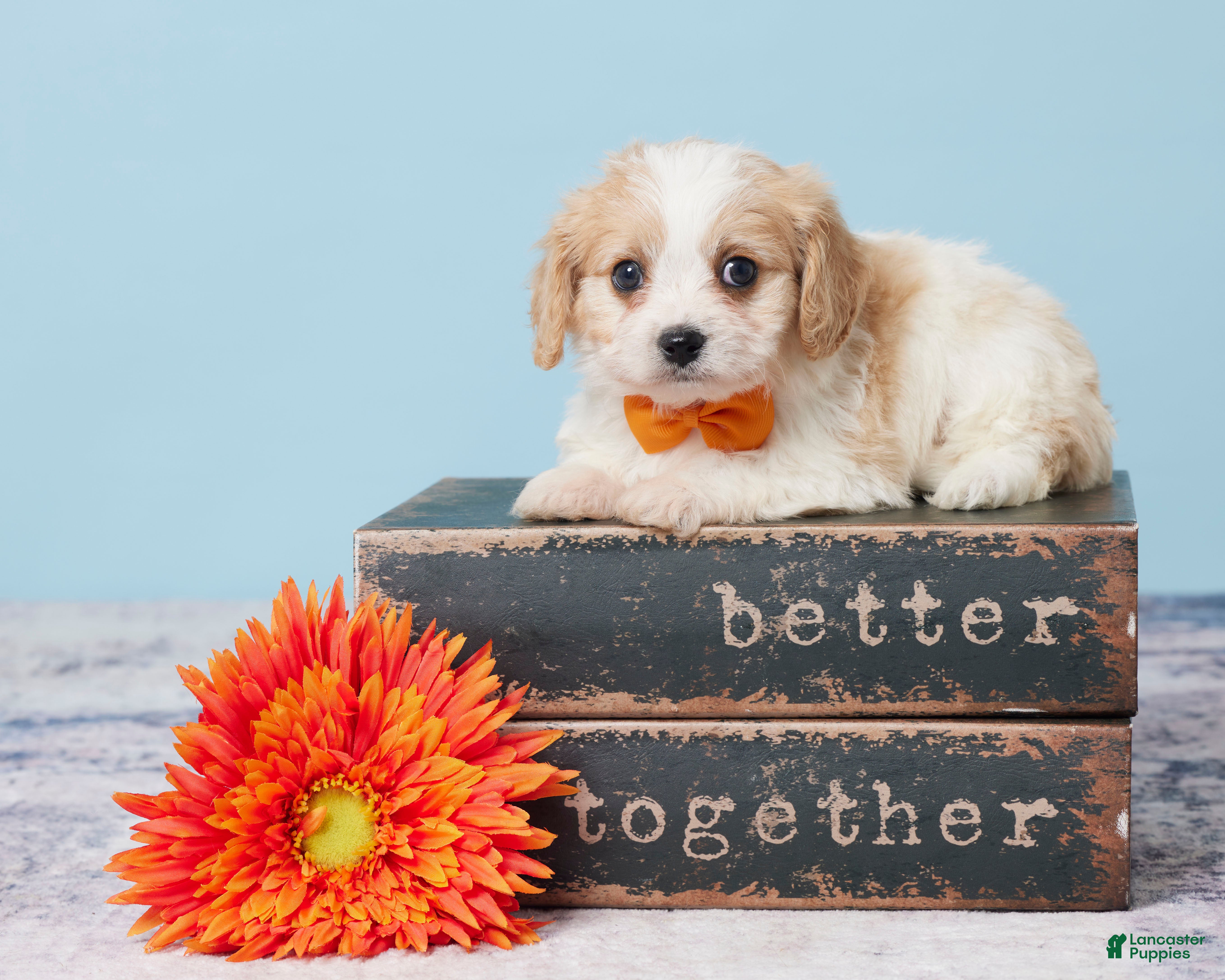 Cavachon Lowchen Cross Cavalier King Charles Cavachon Puppy