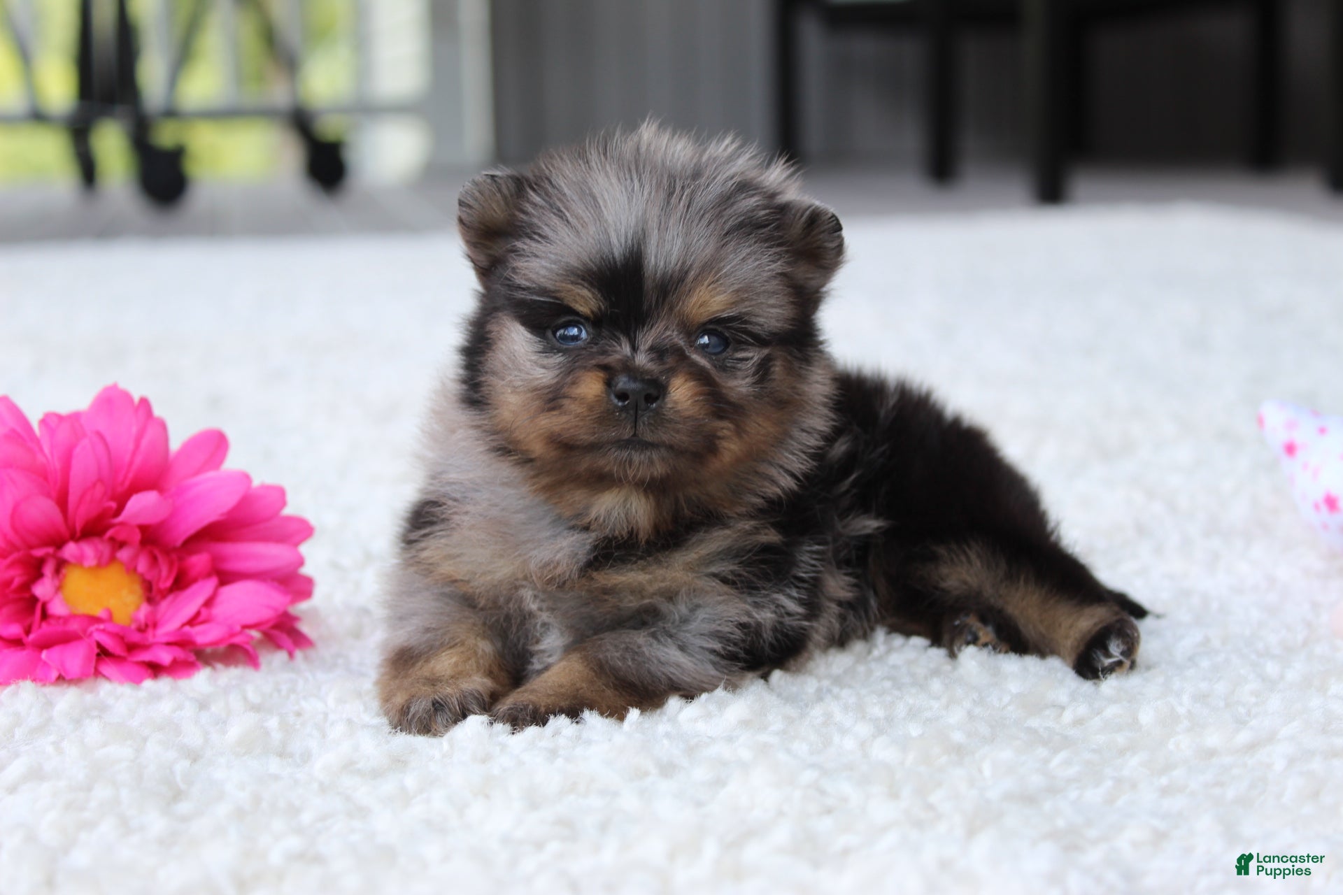 Pomeranian dogs Lexi - Ad 2