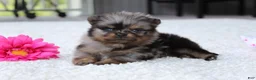 Pomeranian dogs for sale: Lexi - Ad 2