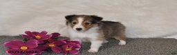 Shetland Sheepdog dogs for sale: Maggie - Ad 5