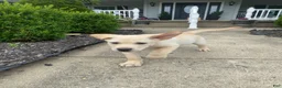 Mixed Breed dogs for sale: Mixed Breed 1 - Ad 8