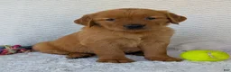 Golden Retriever dogs for sale: Miss Rosie  - Ad 7