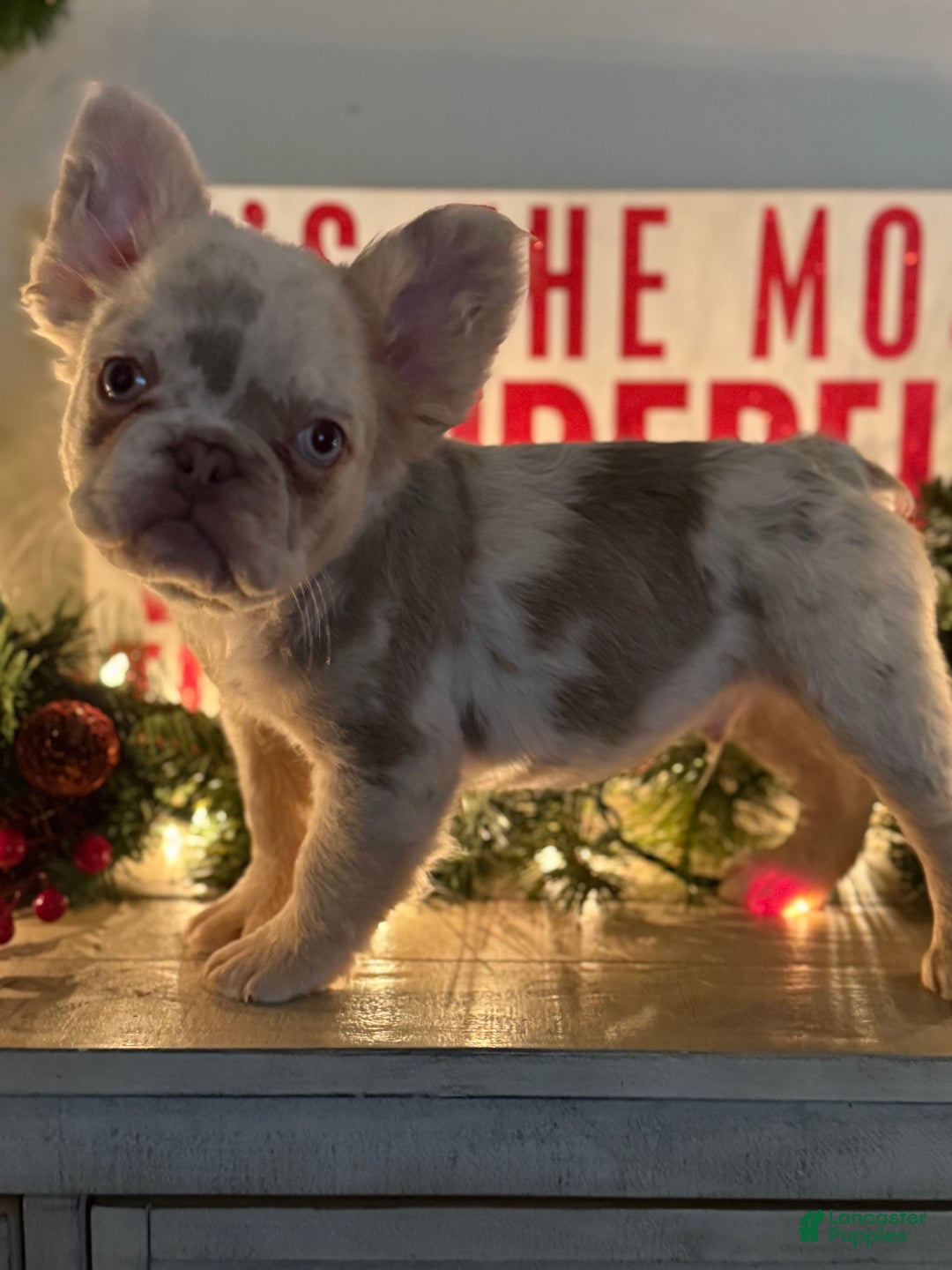 French Bulldog dogs for sale: Grinch  - Ad 1