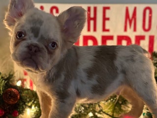 French Bulldog dogs Grinch - Ad 37