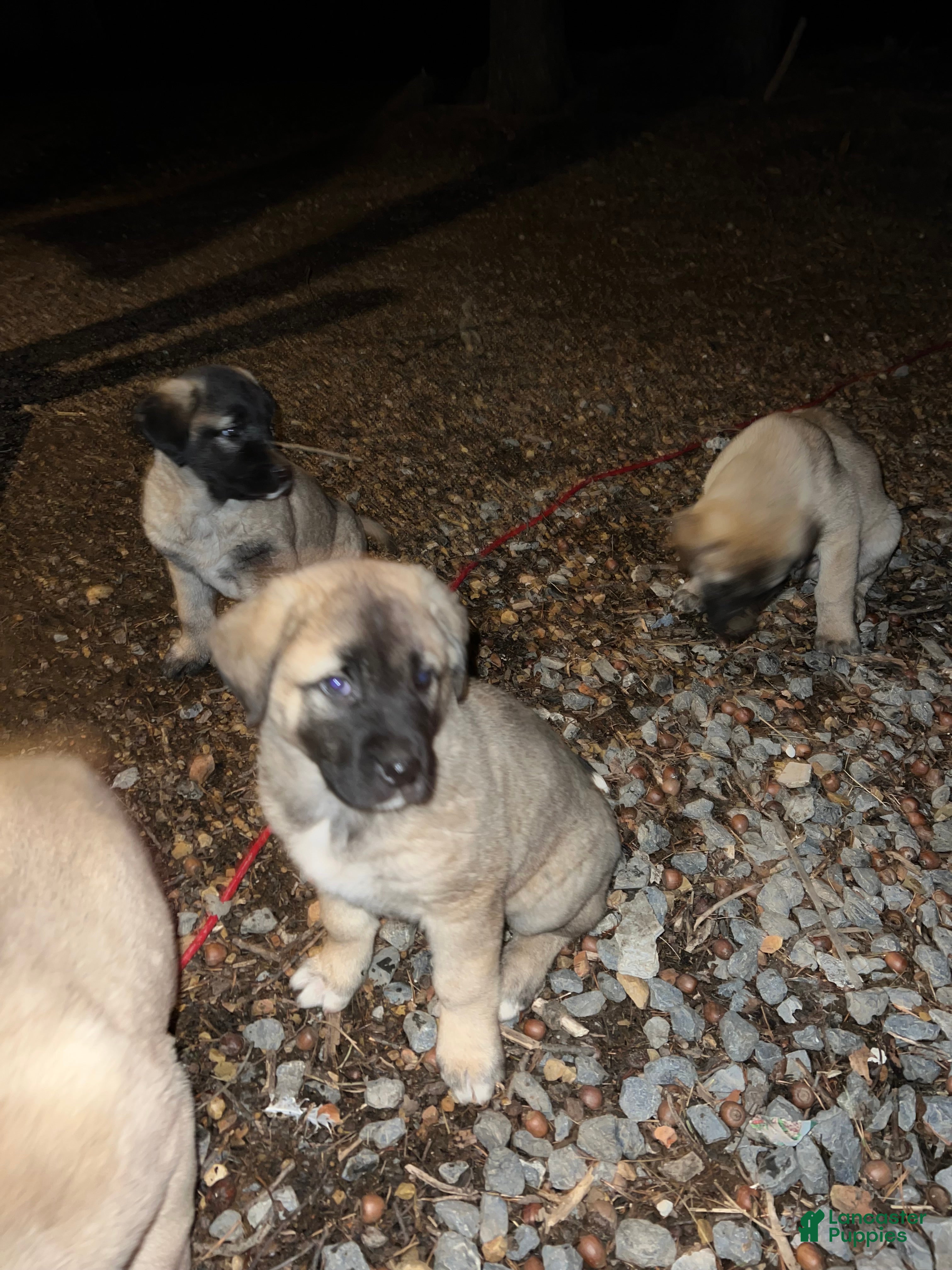 Anatolian Shepherd dogs Arktos - Ad 1