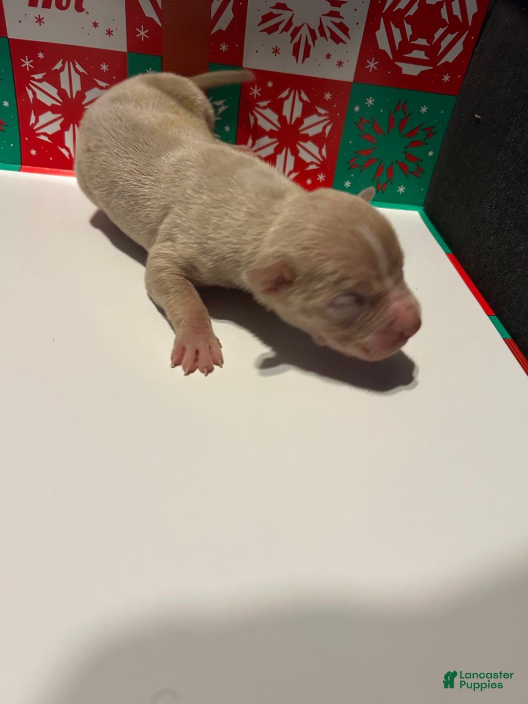 American Bully dogs for sale: American Bully Puppy 4 - Ad 2