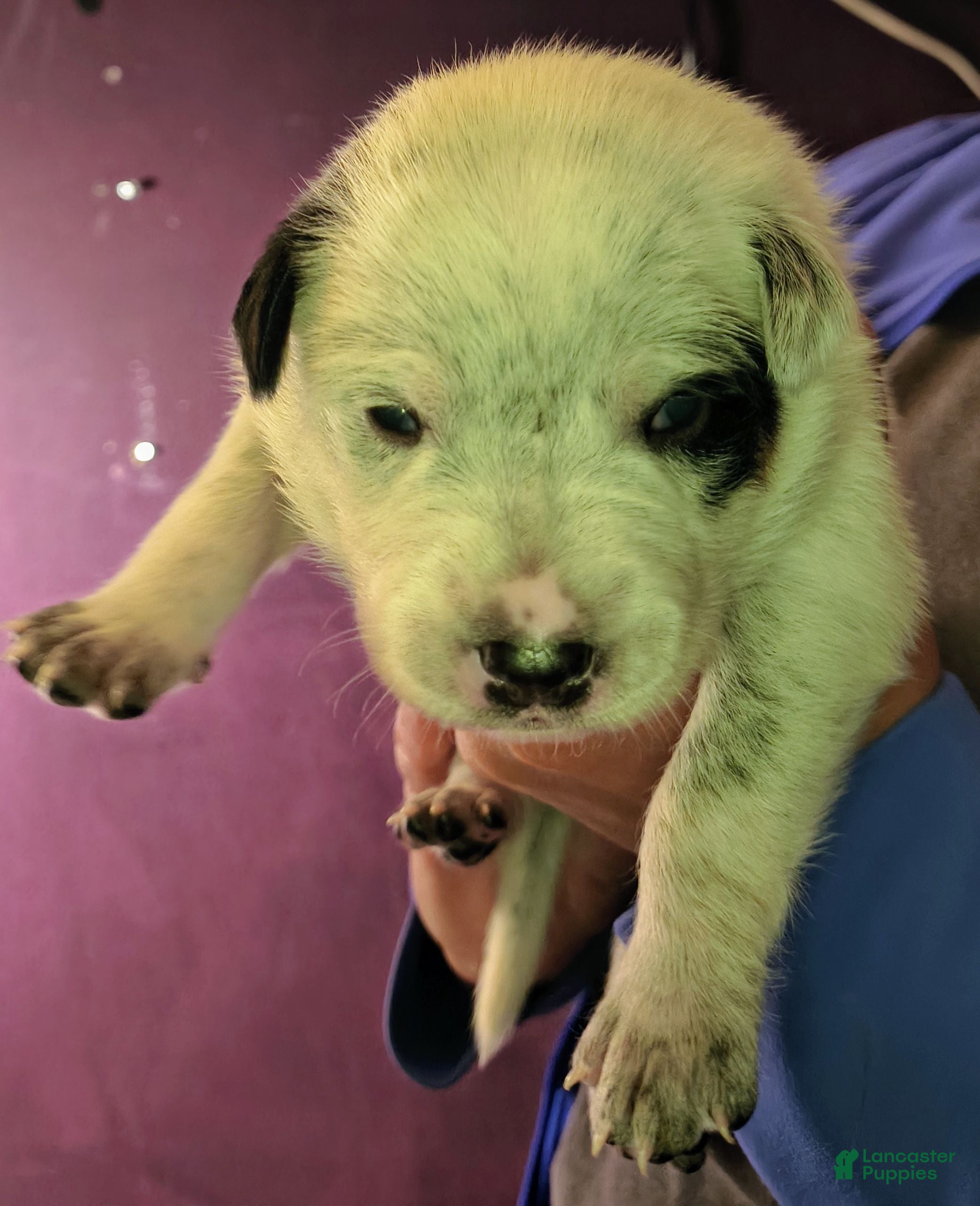 Australian Cattle Dog dogs Purebred Australian Cattle Dog Puppies  - Ad 15