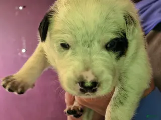 Australian Cattle Dog dogs Purebred Australian Cattle Dog Puppies - Ad 15