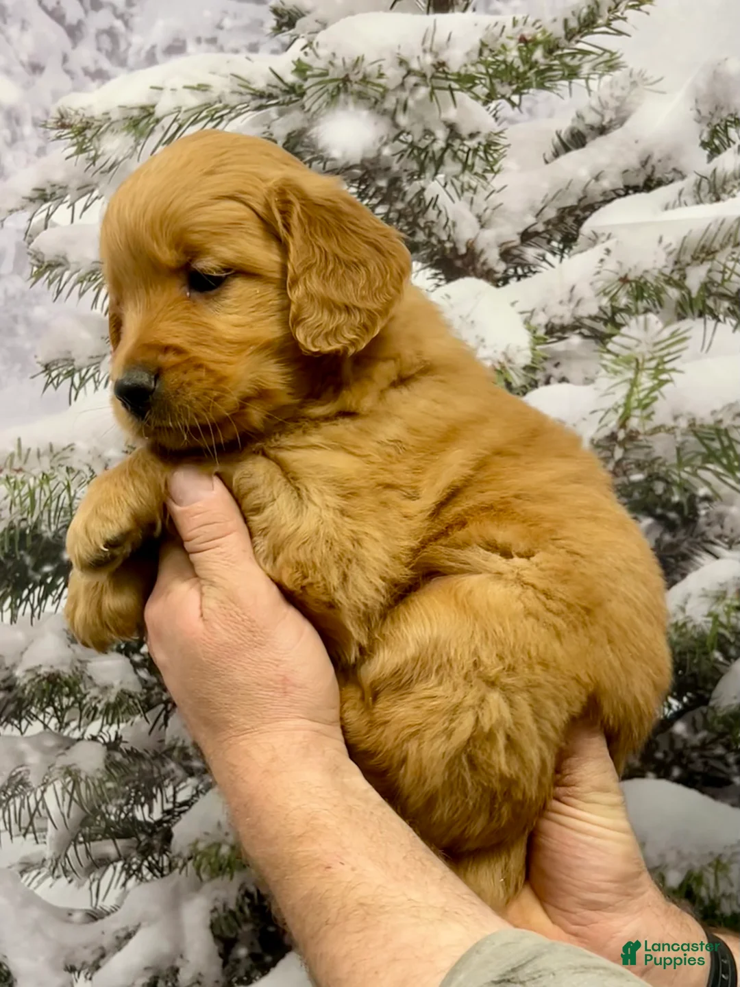 Golden Retriever dogs for sale: Oakley  - Ad 3