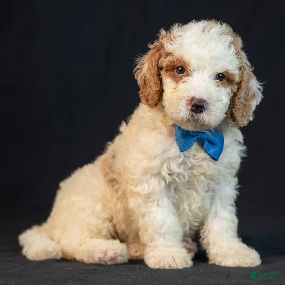 Mini Goldendoodle dogs Maverick - Ad 1