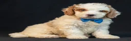 Mini Goldendoodle dogs for sale: Maverick - Ad 1