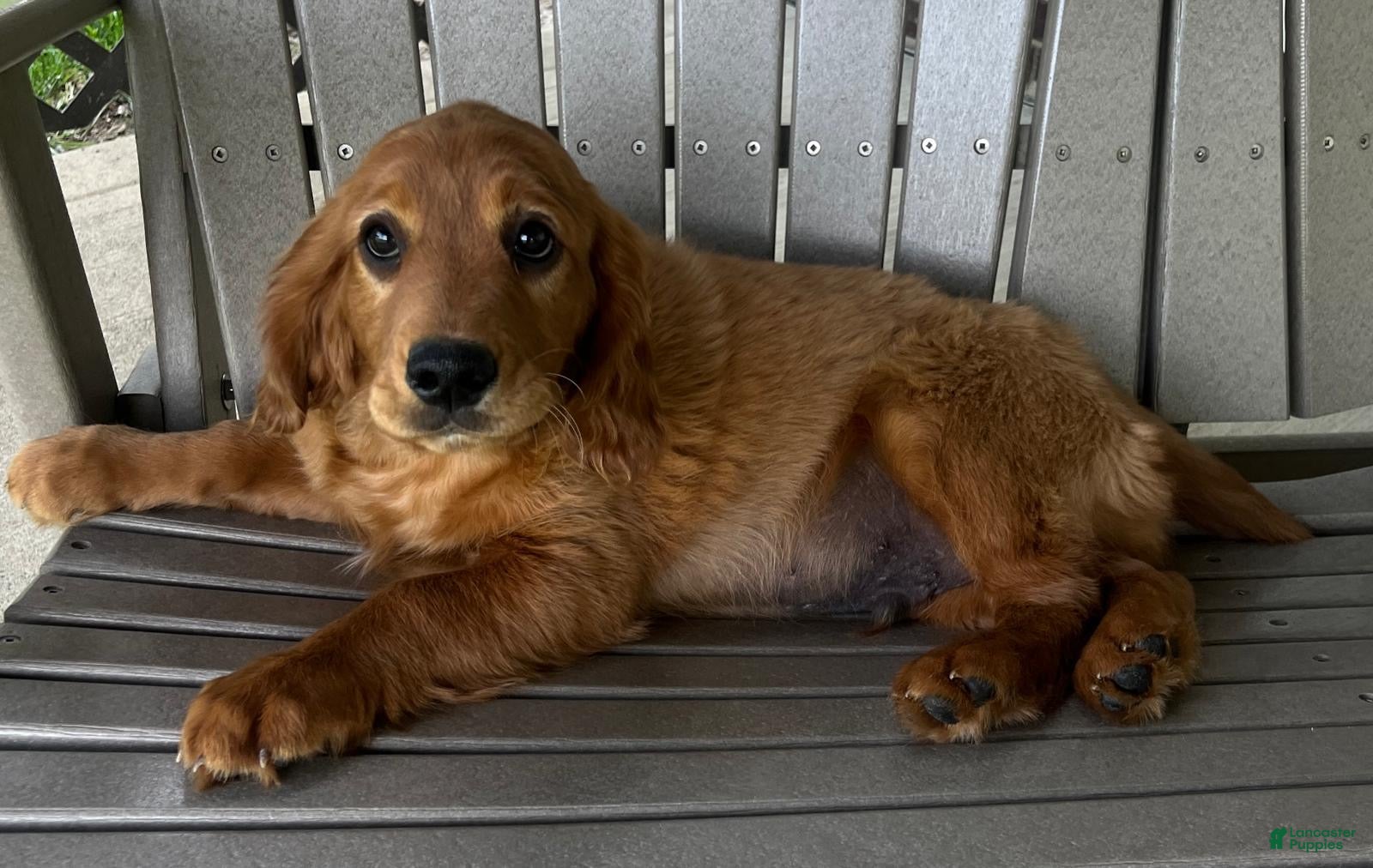 Miniature Golden Retriever dogs Aspen - Ad 1