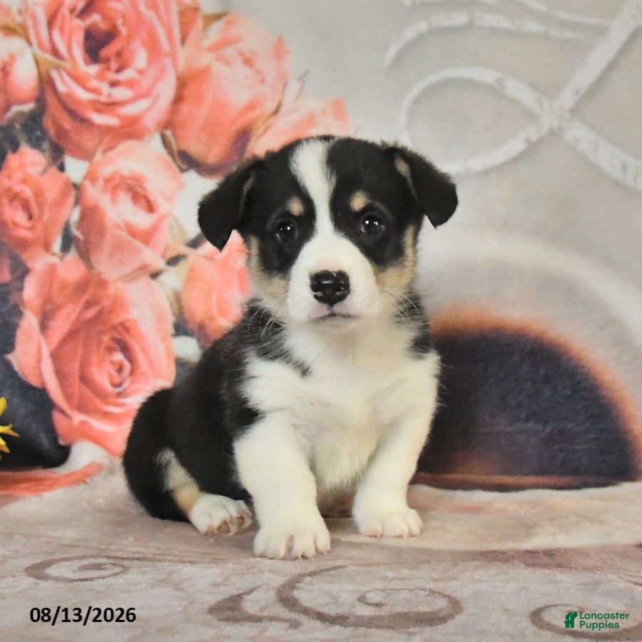 Welsh Corgi Pembroke dogs Lucy - Ad 1