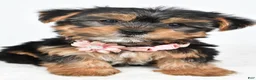 Yorkshire Terrier dogs for sale: Winnie - Ad 7