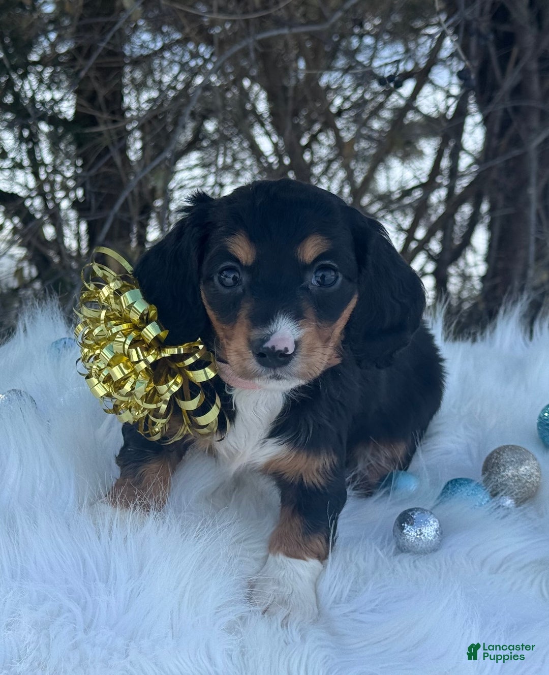 Miniature Dachshund dogs for sale: Holly - Ad 1