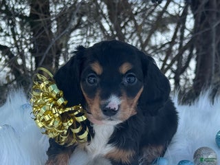 Miniature Dachshund dogs Holly - Ad 3