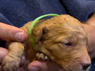 Goldendoodle dogs W25 Female Lime Collar - Ad 38