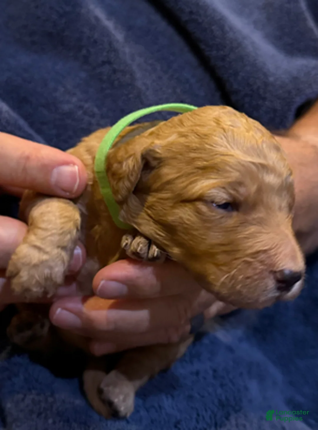 Goldendoodle dogs for sale: W25 Female Lime Collar - Ad 1