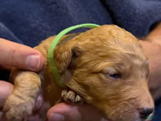 Goldendoodle dogs W25 Female Lime Collar - Ad 4