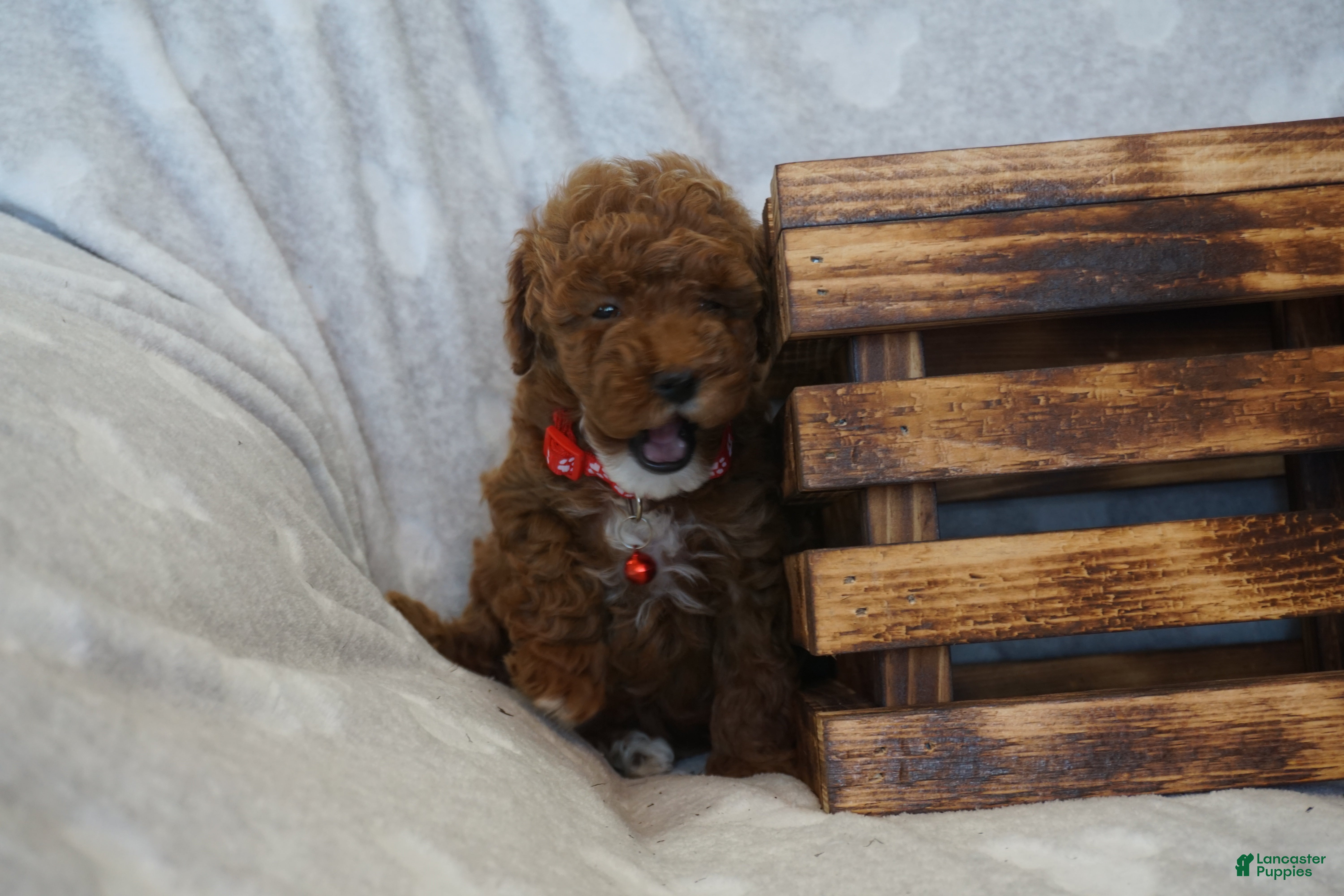 Miniature Poodle dogs Flora - Ad 2