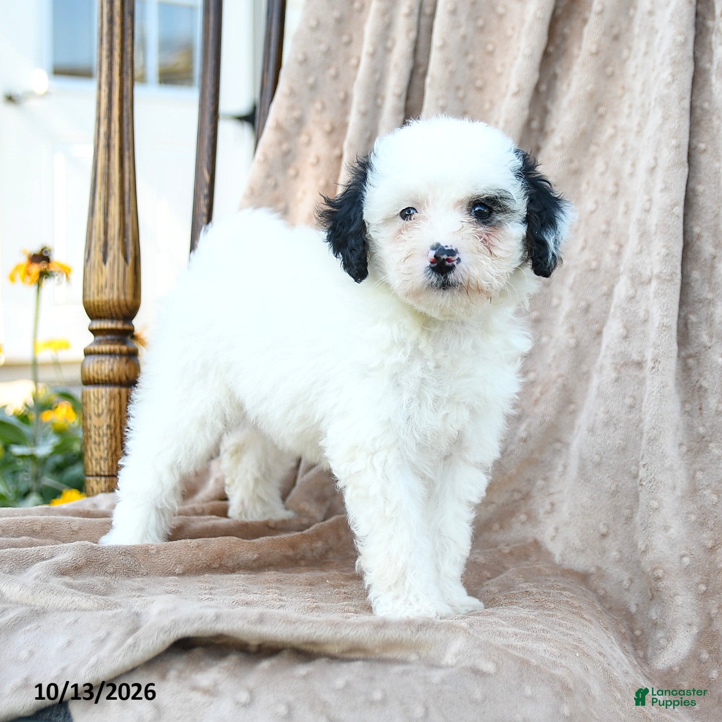 Mini Bernedoodle dogs Patches - Ad 1