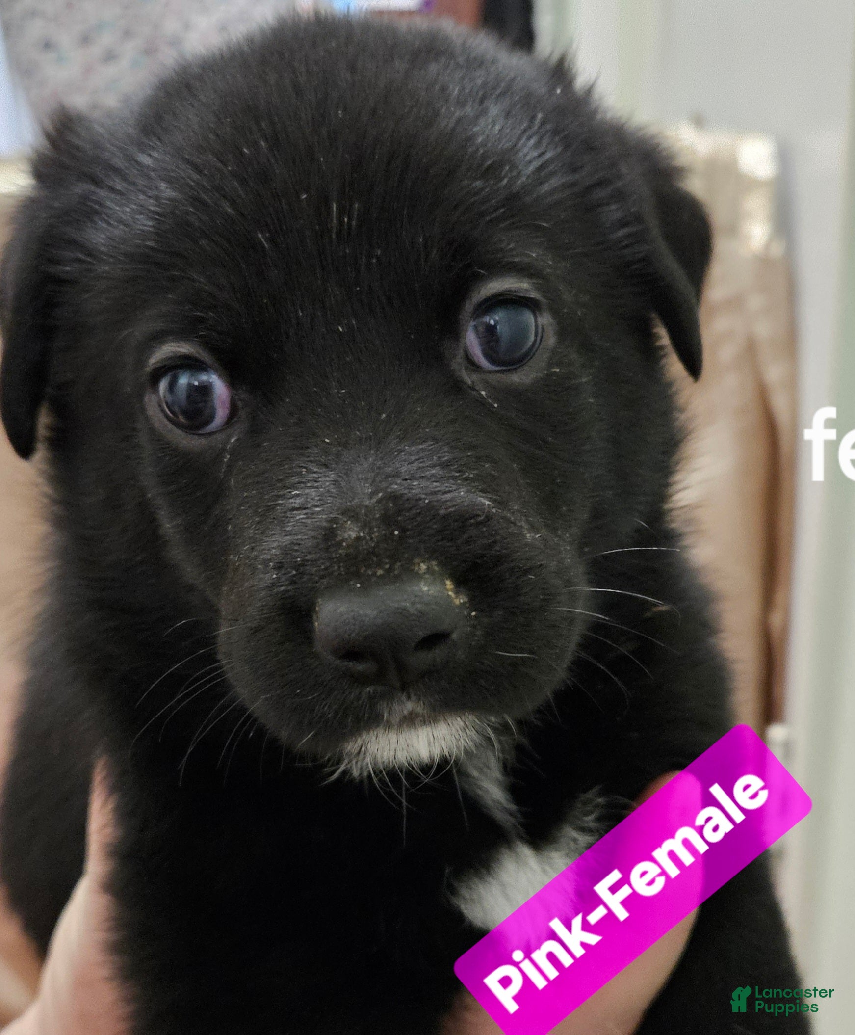 Mixed Breed dogs  Puppy 8 Pink - Ad 40