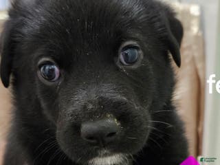 Mixed Breed dogs Puppy 8 Pink - Ad 2