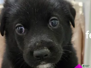 Mixed Breed dogs Puppy 8 Pink - Ad 16