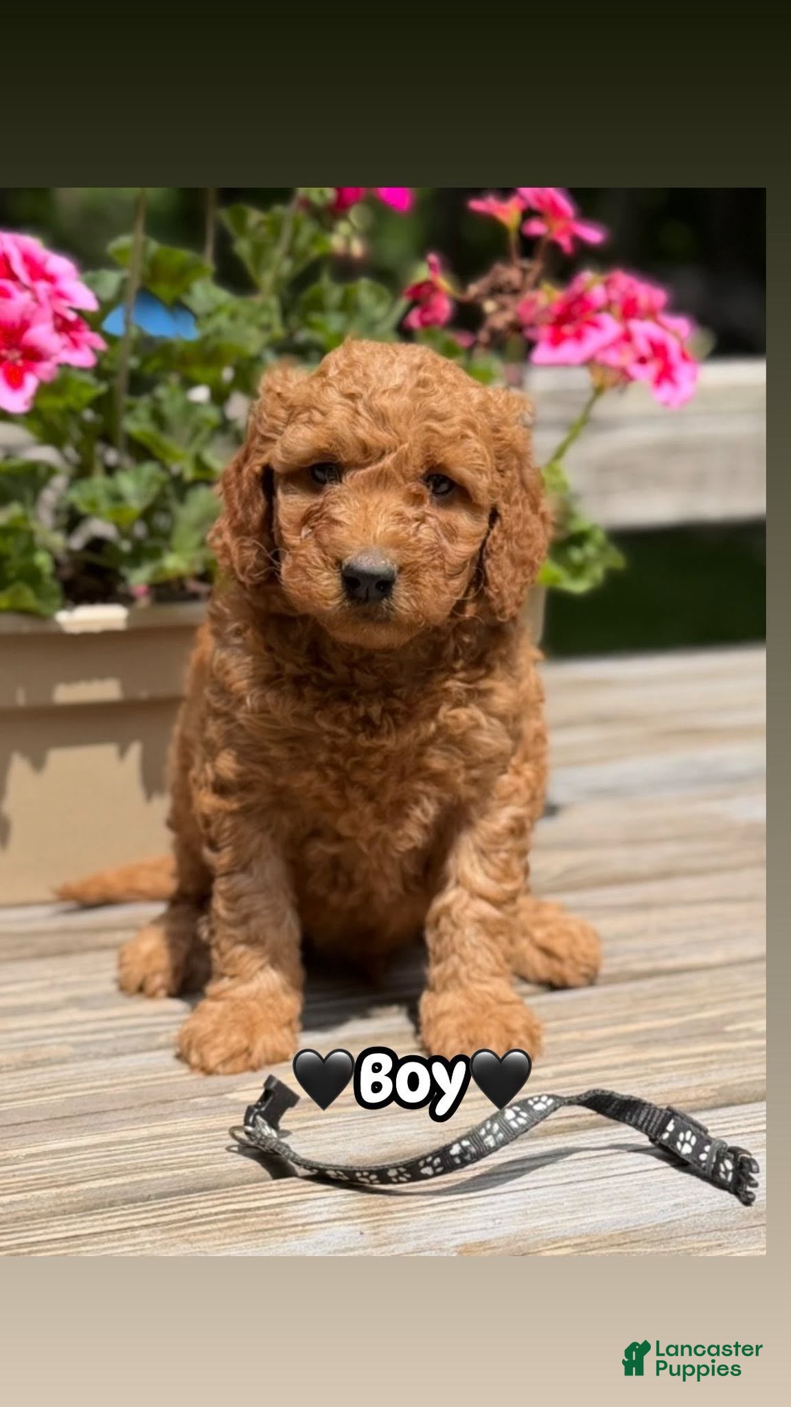 Mini Goldendoodle dogs Mini Goldendoodle 1 black collar - Ad 1