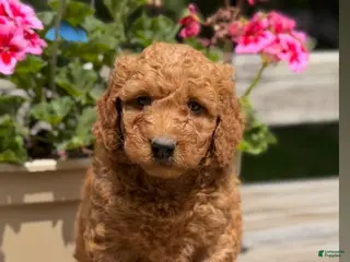 Mini Goldendoodle dogs for sale: Mini Goldendoodle 1 black collar - Ad 1