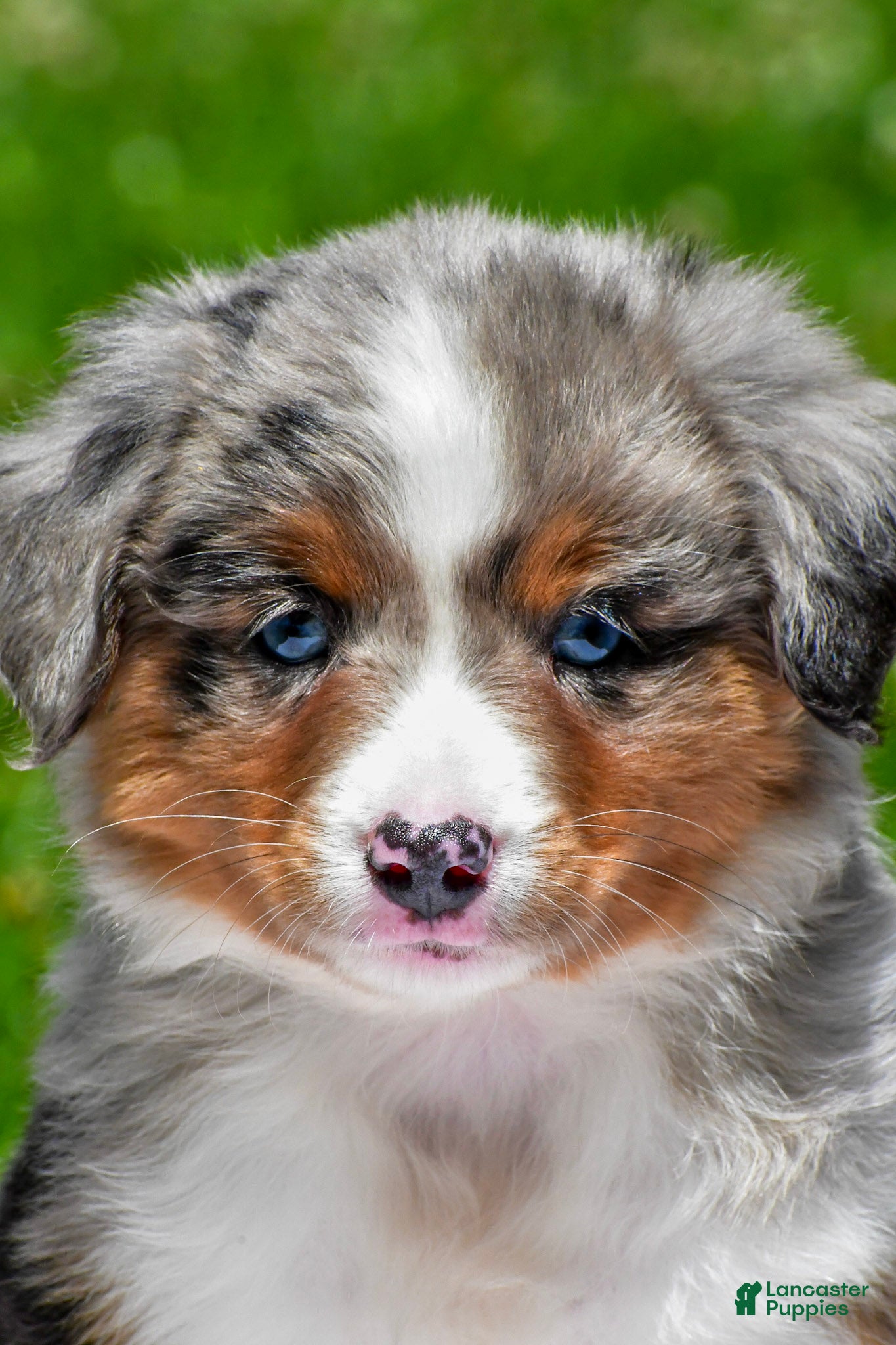Miniature Australian Shepherd dogs Fancy - Ad 1
