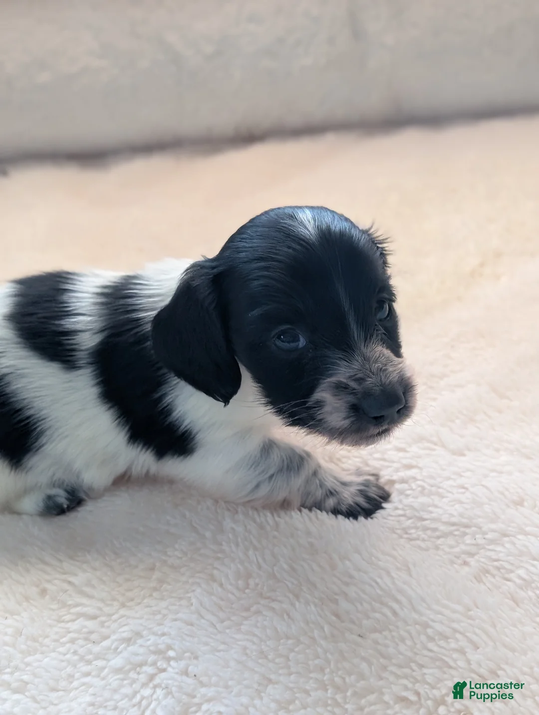 Miniature Dachshund dogs for sale: Gracie - Ad 2