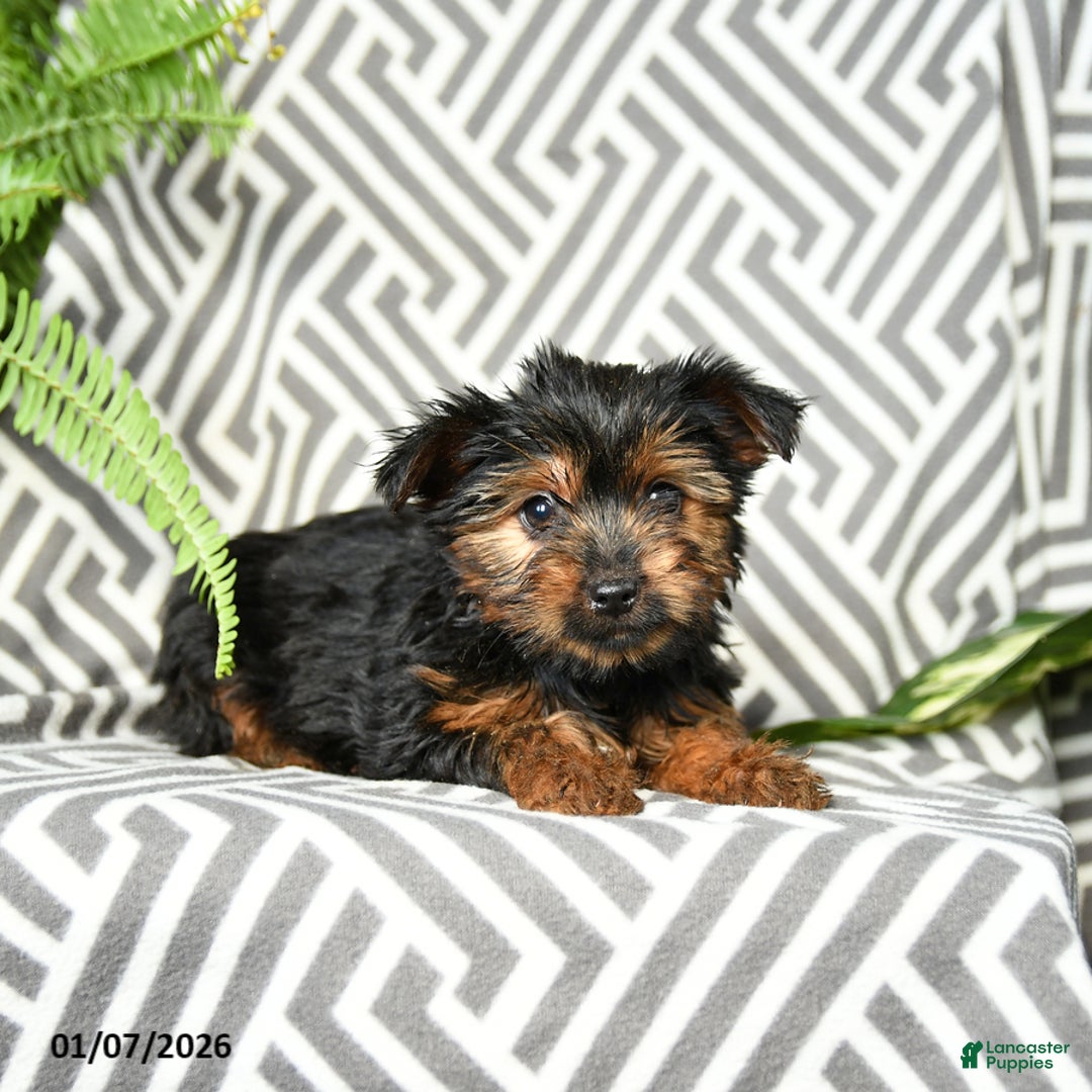 Yorkshire Terrier dogs for sale: Kylie - Ad 1
