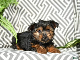 Yorkshire Terrier dogs Kylie - Ad 29