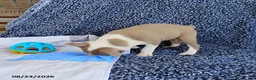 Boston Terrier dogs for sale: Rhinestone - Ad 4