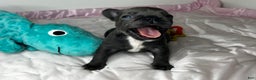 French Bulldog dogs for sale: MISO - Ad 7