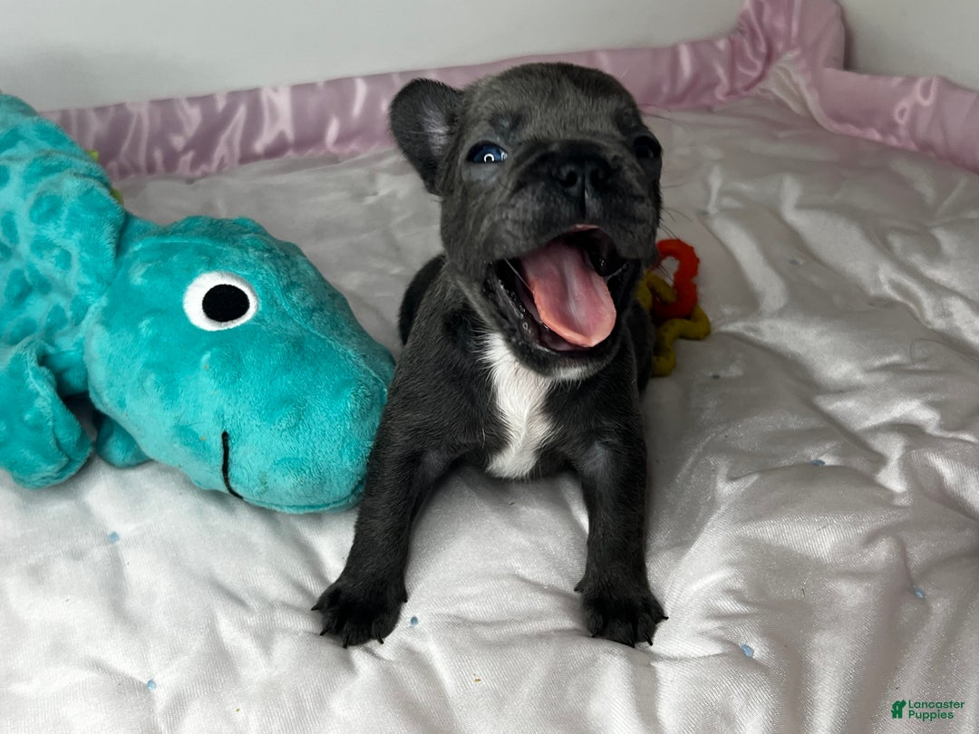 French Bulldog dogs for sale: MISO - Ad 7