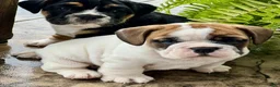 English Bulldog dogs for sale: Kiki - Ad 5