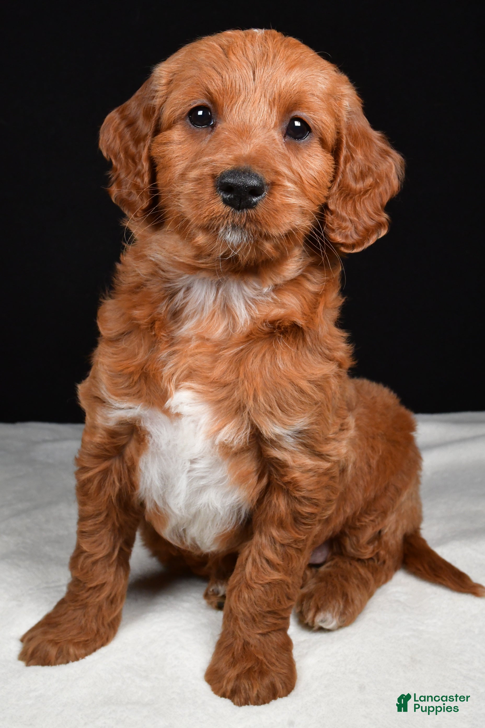 Goldendoodle dogs Gwen - Ad 2